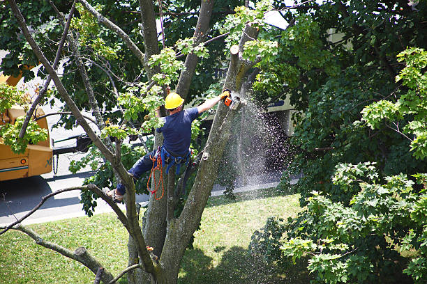 Best Emergency Tree Removal  in Pleasant Hill, IA